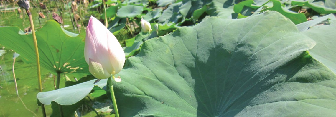 Vipassana Meditation