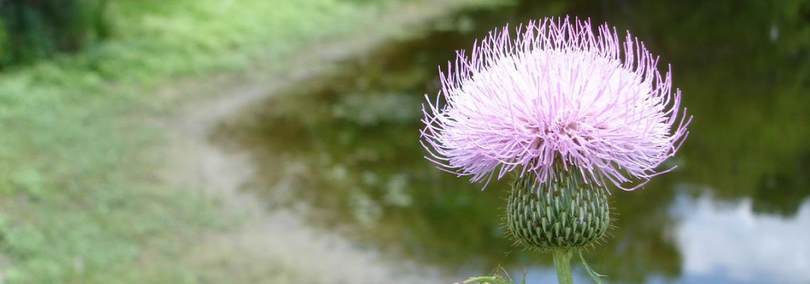 Vipassana Meditation